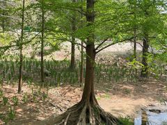 -白水寺森林公园