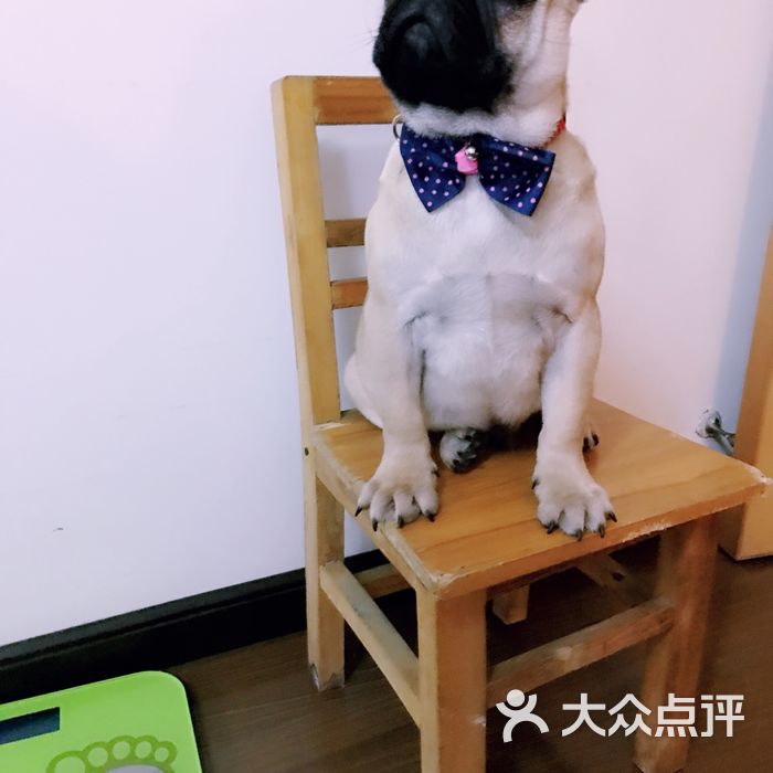 jojos宠物生活图片-北京宠物店-大众点评网