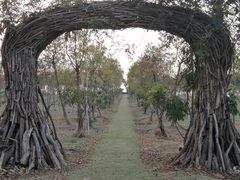 -上海海湾国家森林公园