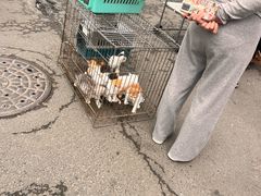 -哈尔滨道外花鸟鱼市场