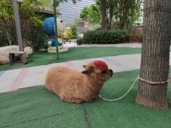 -萌宠亲子动物乐园(槐房万达店)