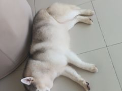 -怪兽屋·羊驼·猫咖·狗咖(俊华广场店)