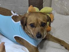 -达爱动物医院·犬猫分区·CT·复杂眼科(远洋山水分院)