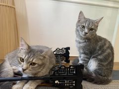 -楼上猫咖(罗湖店)