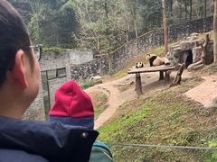 -都江堰中华大熊猫苑