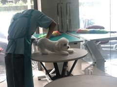 -北京观赏动物医院·24小时大型综合·猫专科·异宠专科