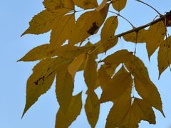 -绿茶餐厅(财富购物中心店)