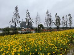 -杭州湾海上花田景区