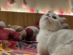 -momokira米努特·德文卷毛猫·棉花面纱犬