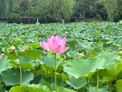-上海鲜花港