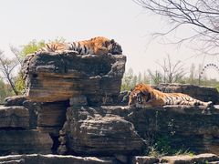 -上海野生动物园
