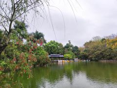 -金花茶公园