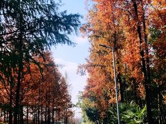 -上海长兴岛郊野公园