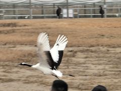 -盐城丹顶鹤湿地生态旅游区