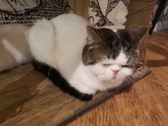 -猫小院猫主题餐厅(三里屯店)