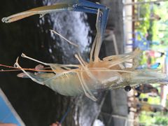 大笨象钓虾场-小象钓虾·营地烧烤(洛溪店)