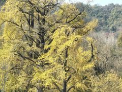 -千年银杏谷文化旅游区