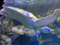 -太平洋海底世界