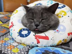 -佳怡动物医院·平价24小时·猫专科骨外科