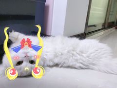-宠爱国际动物医院· 猫科· 外科·中兽医(长白店)