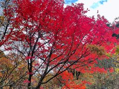 -叠溪松坪沟景区