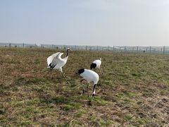 -盐城丹顶鹤湿地生态旅游区