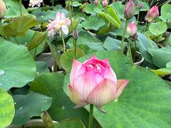 -龙大花卉苗木市场