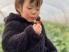 -小鱼草莓采摘园农家乐·小鱼餐厅