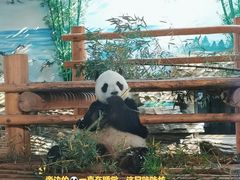 -西霞口神雕山野生动物世界