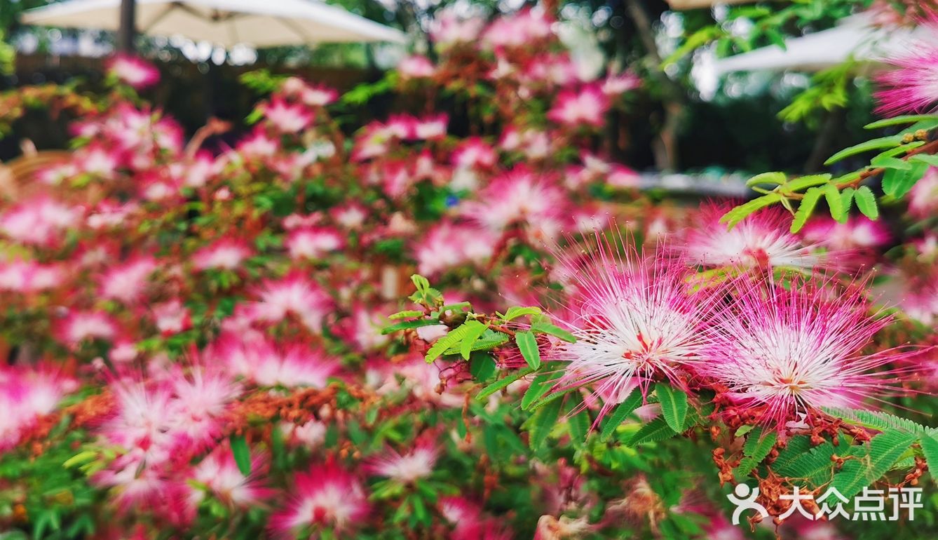 仲夏龙蒿🌿，种下美食与爱的希望🌻‖美食攻略