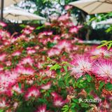 仲夏龙蒿🌿，种下美食与爱的希望🌻‖美食攻略
