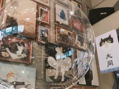 -猫咪博物馆(顶澳仔猫街店)