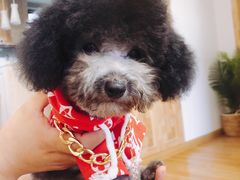 -悠尼宠物·独立低压伊珊娜洗护·美容·寄养(兰谷路店)