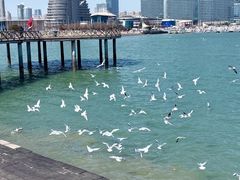 -巧克力渔家.小船海鲜胶东菜(万平口店)