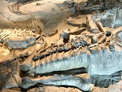 -自贡恐龙博物馆