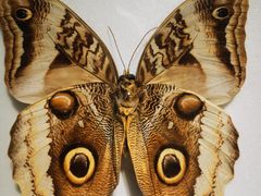 -上海昆虫博物馆