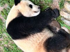 -都江堰中华大熊猫苑