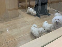 -瑞派名望24h动物医院异宠专科·猫专科·骨科·重症监护分院