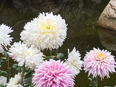 -西湖公园(鼓楼区)