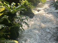 -莫里热带雨林景区