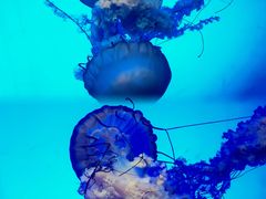 -上海海洋水族馆