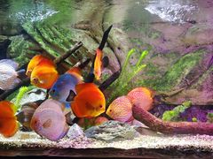 -上海海洋水族馆