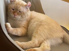 -猫腻·猫咖·撸猫馆(星光大道店)