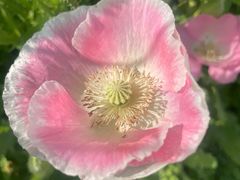 -前小桔亲子创意农场·草莓采摘·露营烧烤