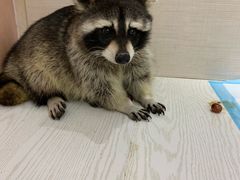 -浣熊柯尔鸭土拨鼠·电玩咖