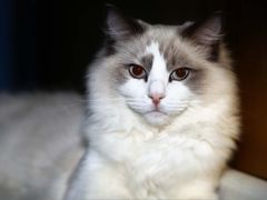 -猫咪咖啡·猫咖(万达广场店)