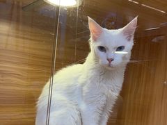 -猫十亿·布偶金渐层·曼基康矮脚猫舍(青年路店)