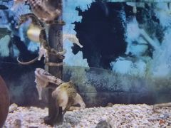 -合肥海洋世界