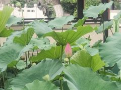 -舜耕山庄四时万和自助餐厅