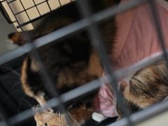 -中农大我爱我爱24h动物医院·中医针灸·猫专科·骨科医疗中心(双井店)